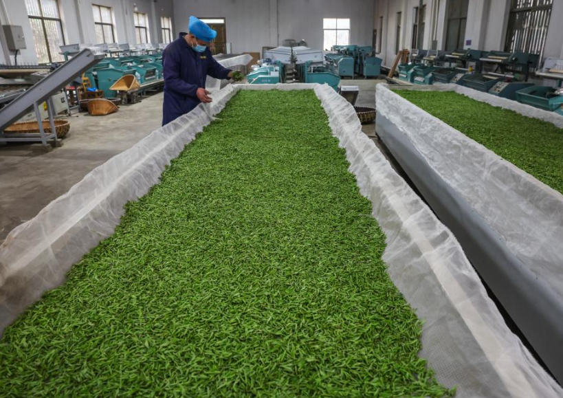 tea processing