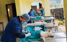 364 dogs, a cat sterilised in Syangja