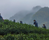 Tea gardens across Wuyi County enter harvest season