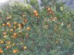 Oranges worth Rs. 100 million sold from Gorkha