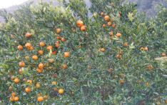 Oranges worth Rs. 100 million sold from Gorkha