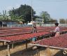 Betel nut farmers worry over low prices