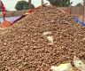 National Potato Festival begins in Hemja
