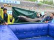 Over 20,000 second-generation Chinese sturgeon released into Yangtze River