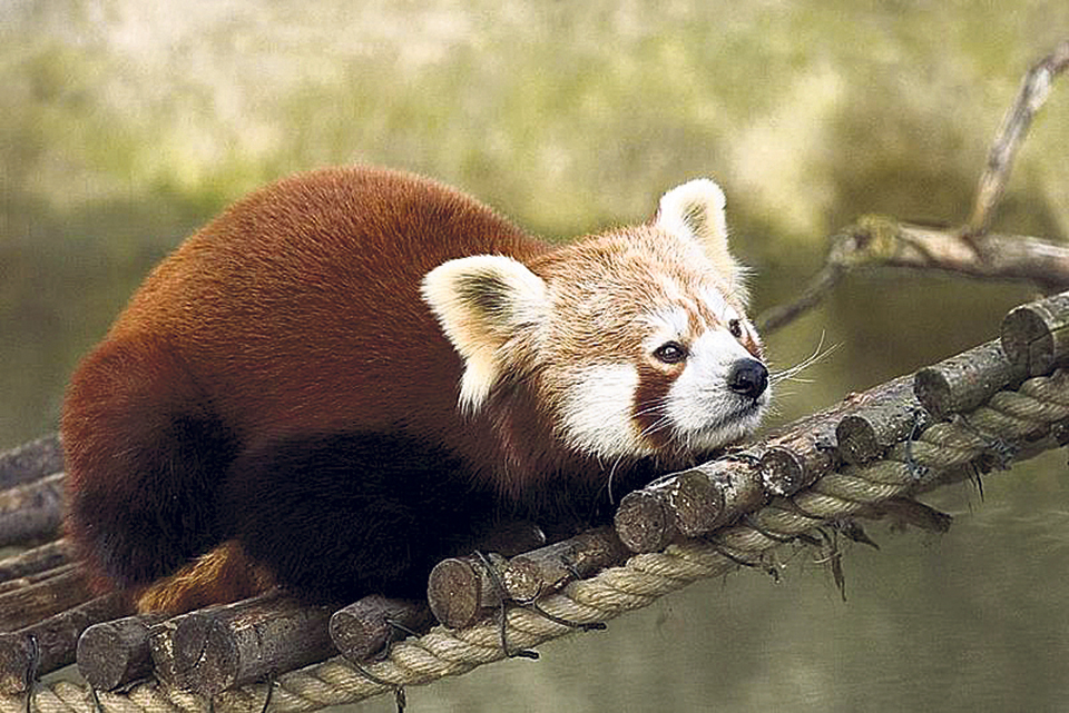 red panda