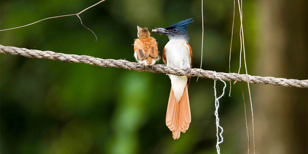 bird-