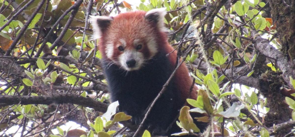 red panda