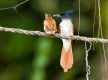 Songs fill the air as summer migratory birds arrive