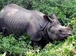 No rhino poaching reported in Chitwan for 516 days
