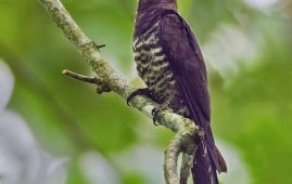 New bird species recorded in Nepal; Violet Cuckoo becomes 899th species