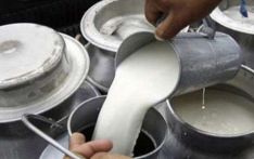 एक करोड १५ लाख लिटर दूध प्रशोधन
