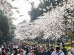  Spring is here, China's tourism economy in full bloom