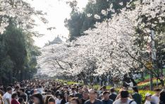  Spring is here, China's tourism economy in full bloom
