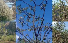 वसन्तको सौन्दर्यसँगै जुम्लाको स्याउ बगैंचामा रंगीन बहार