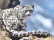 Nepal's snow leopard number reaches 397