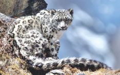 Nepal's snow leopard number reaches 397