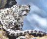 Nepal's snow leopard number reaches 397