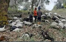 अज्ञात रोगले दुई सय भेडा मरे
