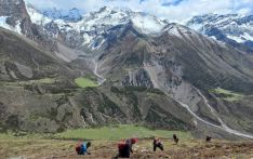 Yarsagumba harvesting season begins in northern Gorkha