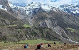 Yarsagumba harvesting season begins in northern Gorkha