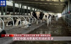 美关税政策下巴西牛肉出口承压 中巴牛肉贸易合作稳中求进