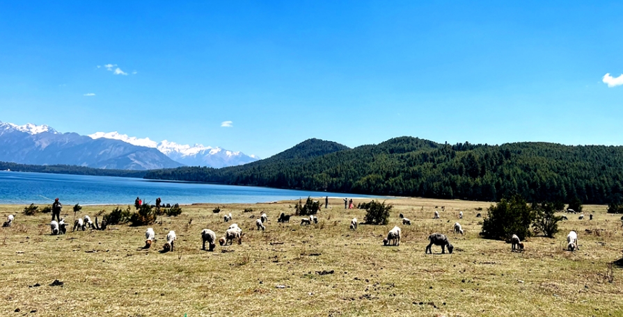 rara