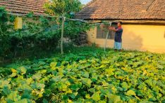 थोरै जग्गामा मुस्कानको धेरै तरकारी उत्पादन