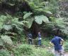 Rare, endangered fern species found in Salyan