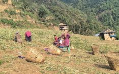 Musikot grows 140 tonnes garlic worth Rs. 16 million