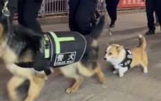 美媒：中国首只柯基警犬拥有40万粉丝