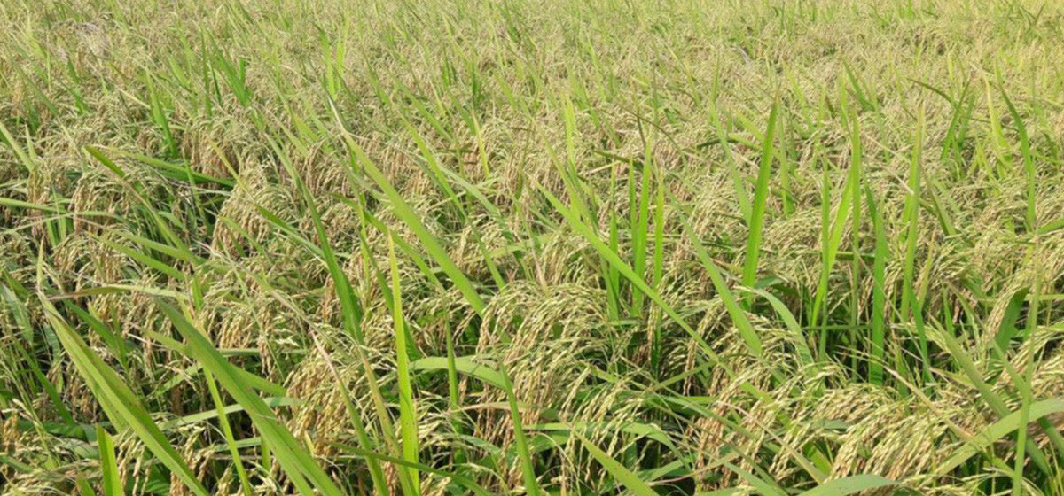 krishi