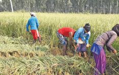 Govt allocates Rs. 57.5 billion for agriculture sector