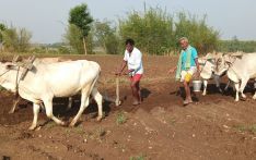 मधेशमा हराउँदै हलगोरु पाल्ने प्रचलन
