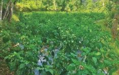 Boosting livelihoods through Akabare chilli farming
