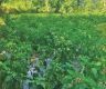 Boosting livelihoods through Akabare chilli farming