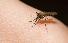 Dengue infection spreads across 72 districts, with over 1,200 cases reported