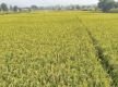 Farmers unhappy in absence of fair price for Chaite paddy