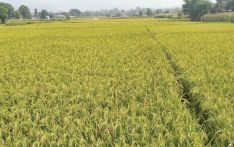 Farmers unhappy in absence of fair price for Chaite paddy