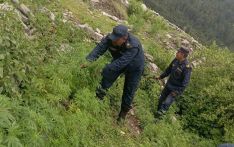मुस्ताङमा गाँजाको बोट नष्ट गरिँदै