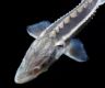 Scientists witness first wild reproduction of Yangtze sturgeon after decades of conservation