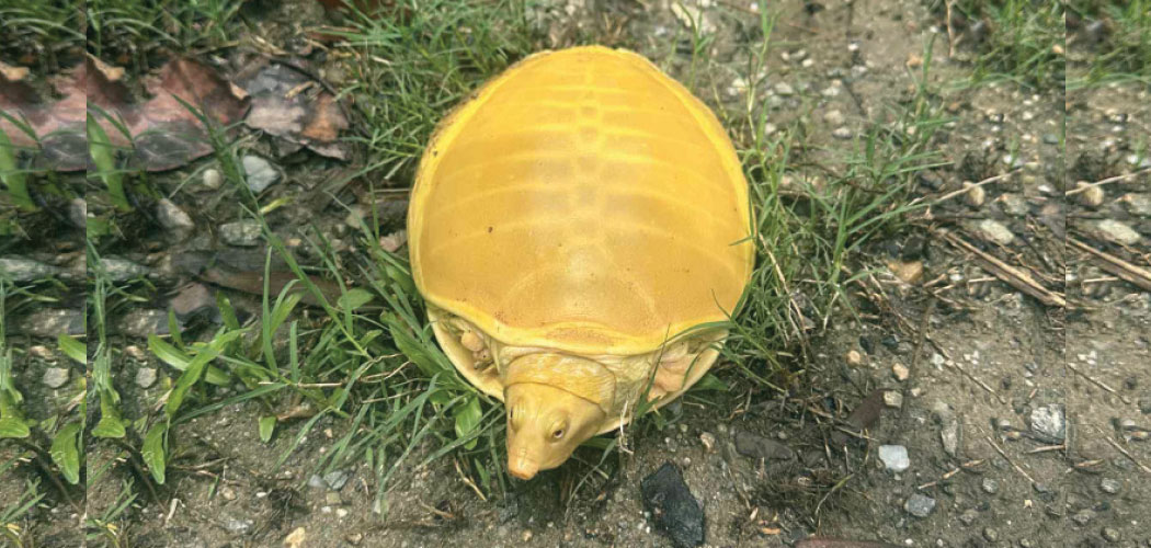golden turtle