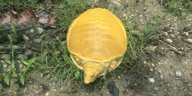 Golden turtle spotted in Jhapa