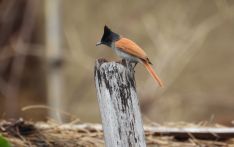 217 bird species recorded in Gaumukhi area of Pyuthan