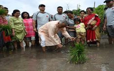 राष्ट्रपति पौडेल धान रोपाइँमा सहभागी (तस्बिरसहित)