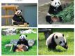 四只旅日大熊猫“到家” 开始接受隔离检疫