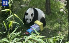 海外现存最长寿大熊猫“欣欣”在墨西哥城迎来35岁生日