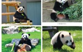四只旅日大熊猫“到家” 开始接受隔离检疫