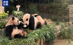 “睿宝”“辉宝”今天两周岁啦 韩国爱宝乐园为熊猫双胞胎办生日会