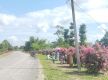 Roadside turned into attractive ‘Asare’ garden