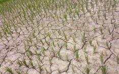 Madhes Province declared draught-hit zone